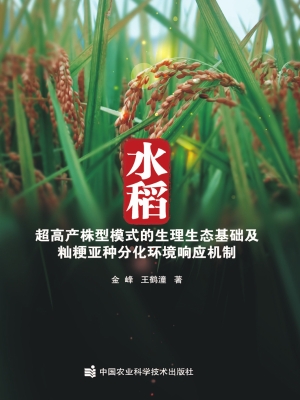 水稻超高产株型模式的