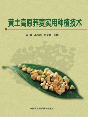 黄土高原荞麦实用种植