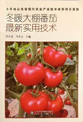 冬暖大棚番茄最新实用