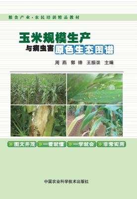 玉米规模生产与病虫害