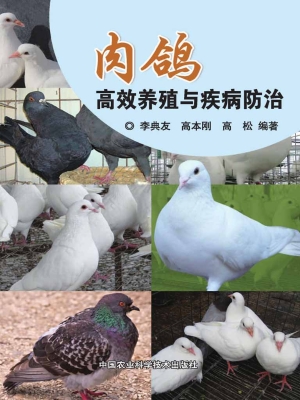 肉鸽高效养殖与疾病防