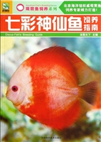 七彩神仙鱼饲养指南