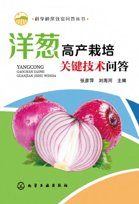 洋葱高产栽培关键技术
