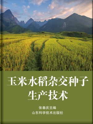 玉米水稻杂交种子生产
