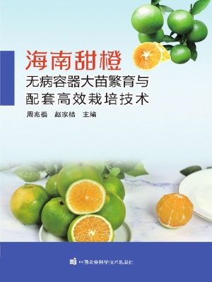 海南甜橙无病容器大苗