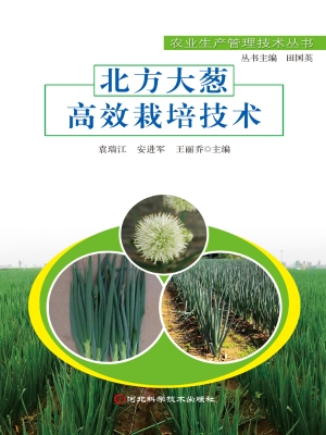 北方大葱高效栽培技术