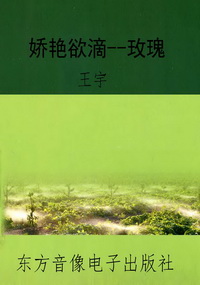 娇艳欲滴--玫瑰