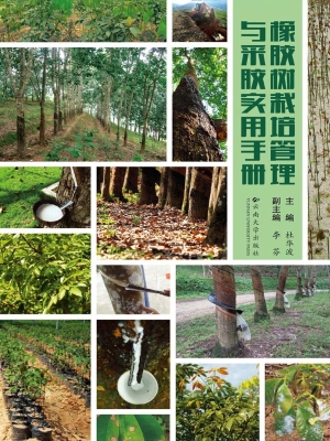 橡胶树栽培管理与采胶