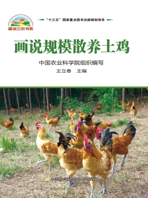 画说规模散养土鸡