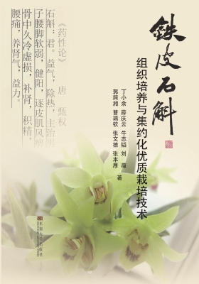 铁皮石斛组织培养与集