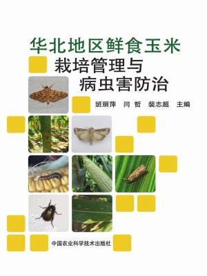 华北地区鲜食玉米栽培