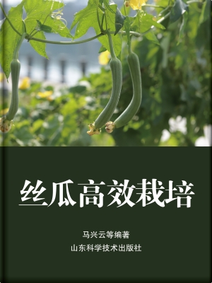 丝瓜高效栽培