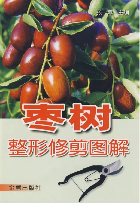 枣树整形修剪图解
