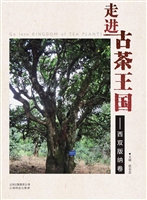 走进古茶王国——西双